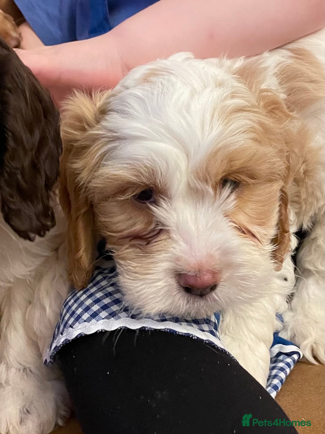 Cockapoo dogs for sale: Chunky Cockapoo Puppies - Image 9