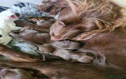 Sprocker dogs for sale: Sprockers  - Image 13