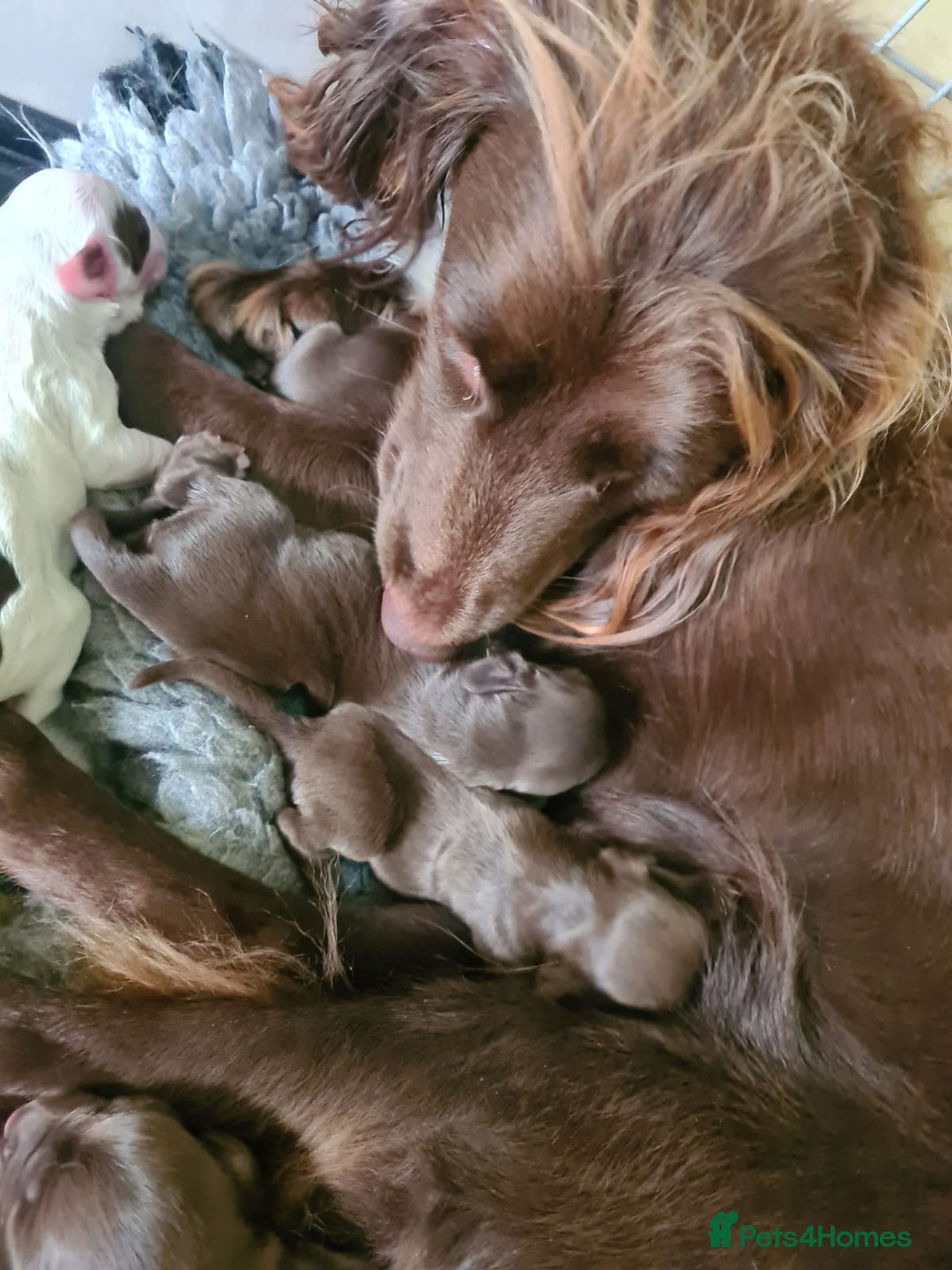 Sprocker dogs for sale: Sprockers  - Image 13