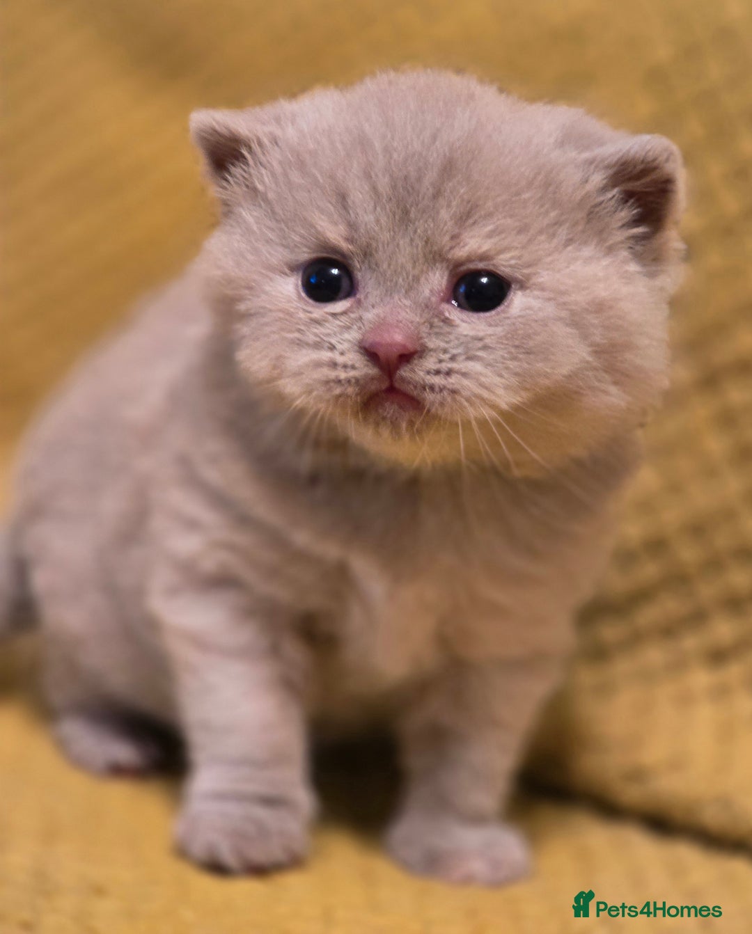 British Shorthair cats for sale: TICA registered British shorthair kittens - Advert 19