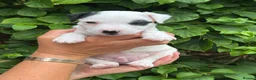 Parson Russell dogs for sale: Parson Russell Terrier Pups in Grantham - Advert 8