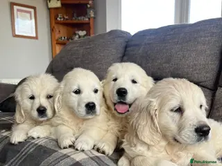 Golden Retriever dogs STUNNING HEALTH CHECKED AND TESTED PUPPIES - Advert 2