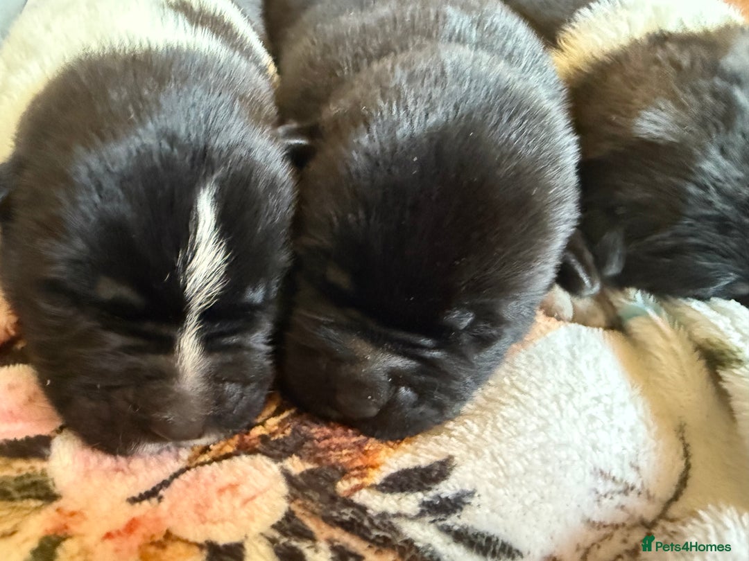 Akita dogs for sale: Big bear head full American Akitas  - Advert 7