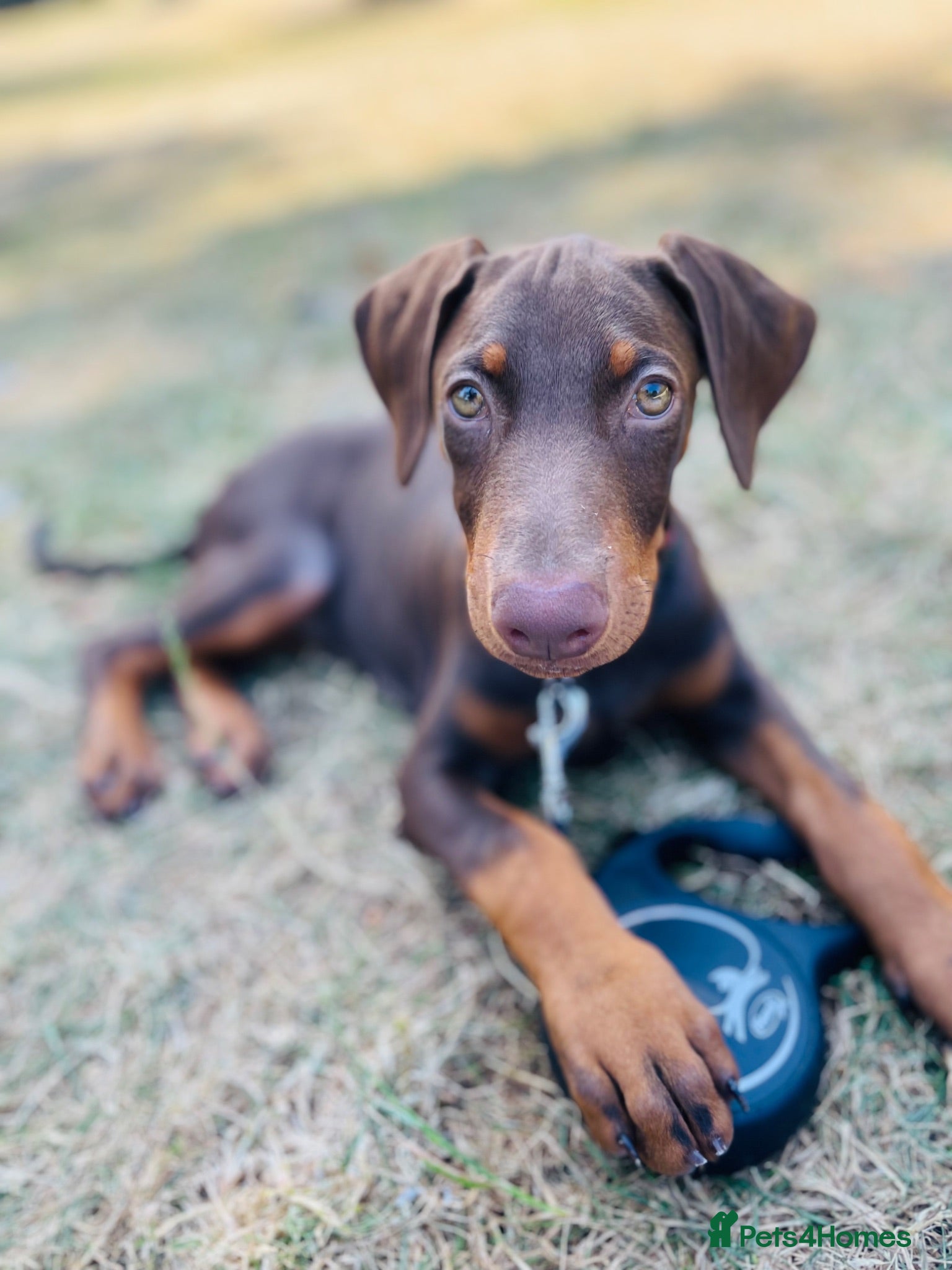 Dobermann dogs Zina  - Advert 17