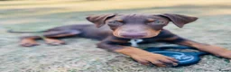 Dobermann dogs for sale: Zina  in Ilford - Advert 1
