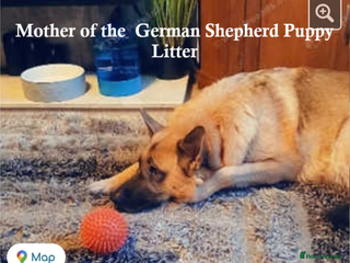 German Shepherd dogs GERMAN SHEPHERD PUPPY 8 WEEKS - Advert 1