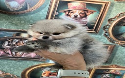 Pomeranian dogs for sale: Amazing Pom puppies from Five Star breeder  - Image 10