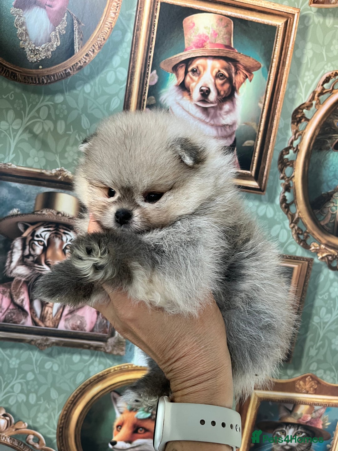 Pomeranian dogs for sale: Amazing Pom puppies from Five Star breeder  - Image 10