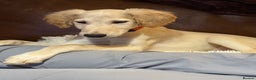 Saluki dogs for sale: Saluki 2 big boys left reduced £ - Advert 26
