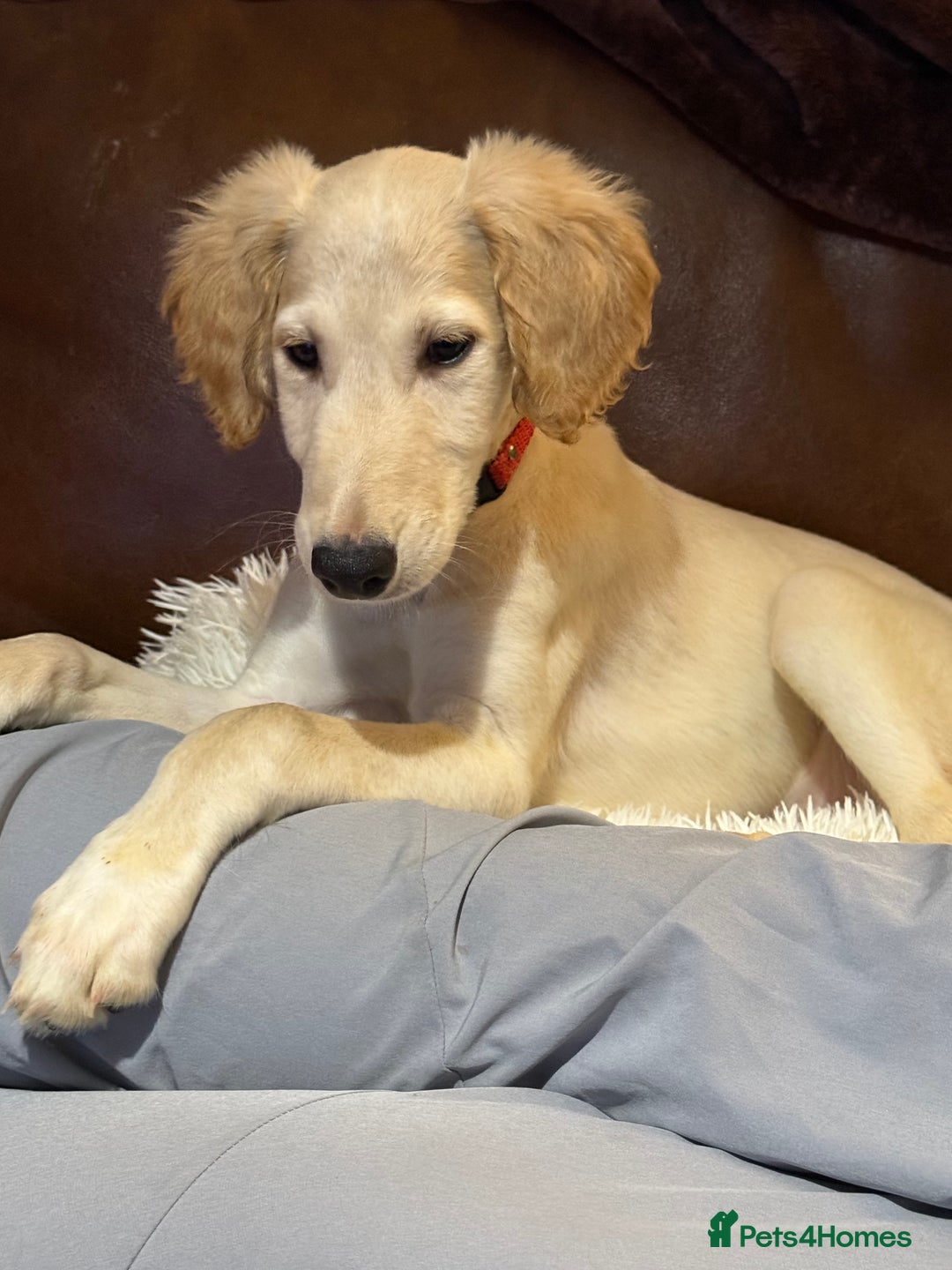 Saluki dogs for sale: Saluki 2 big boys left reduced £ - Advert 26