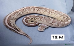 Python Snake reptiles for sale: Royal Python Morph Hatchlings  - Image 23