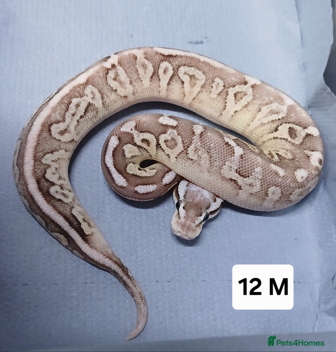 Python Snake reptiles for sale: Royal Python Morph Hatchlings  - Image 23