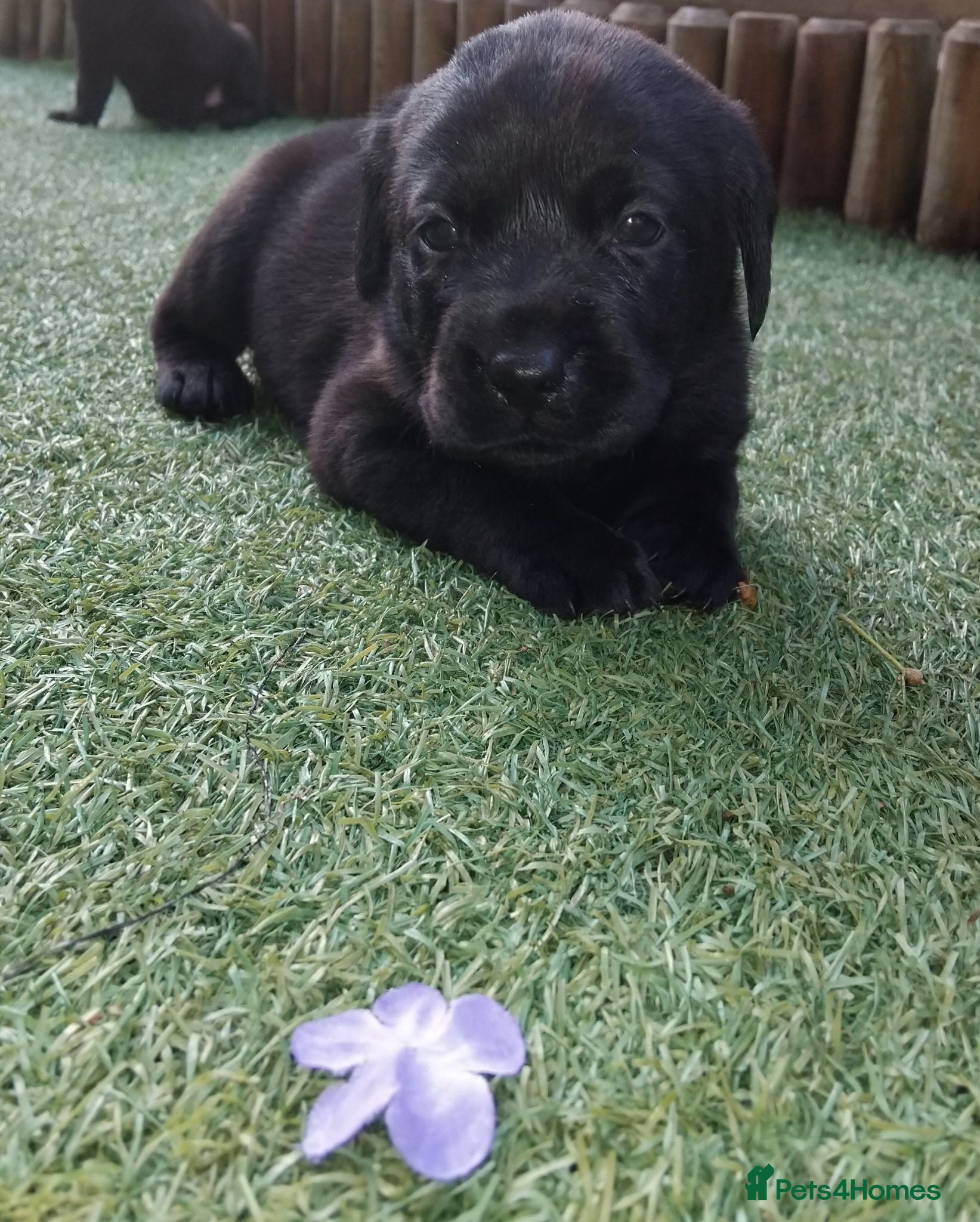 Labrador Retriever dogs 🖤 KC REGISTERED BLACK LABRADOR PUPPIES 🖤 - Advert 10