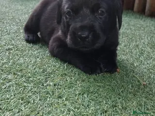 Labrador Retriever dogs 🖤 KC REGISTERED BLACK LABRADOR PUPPIES 🖤 - Advert 12