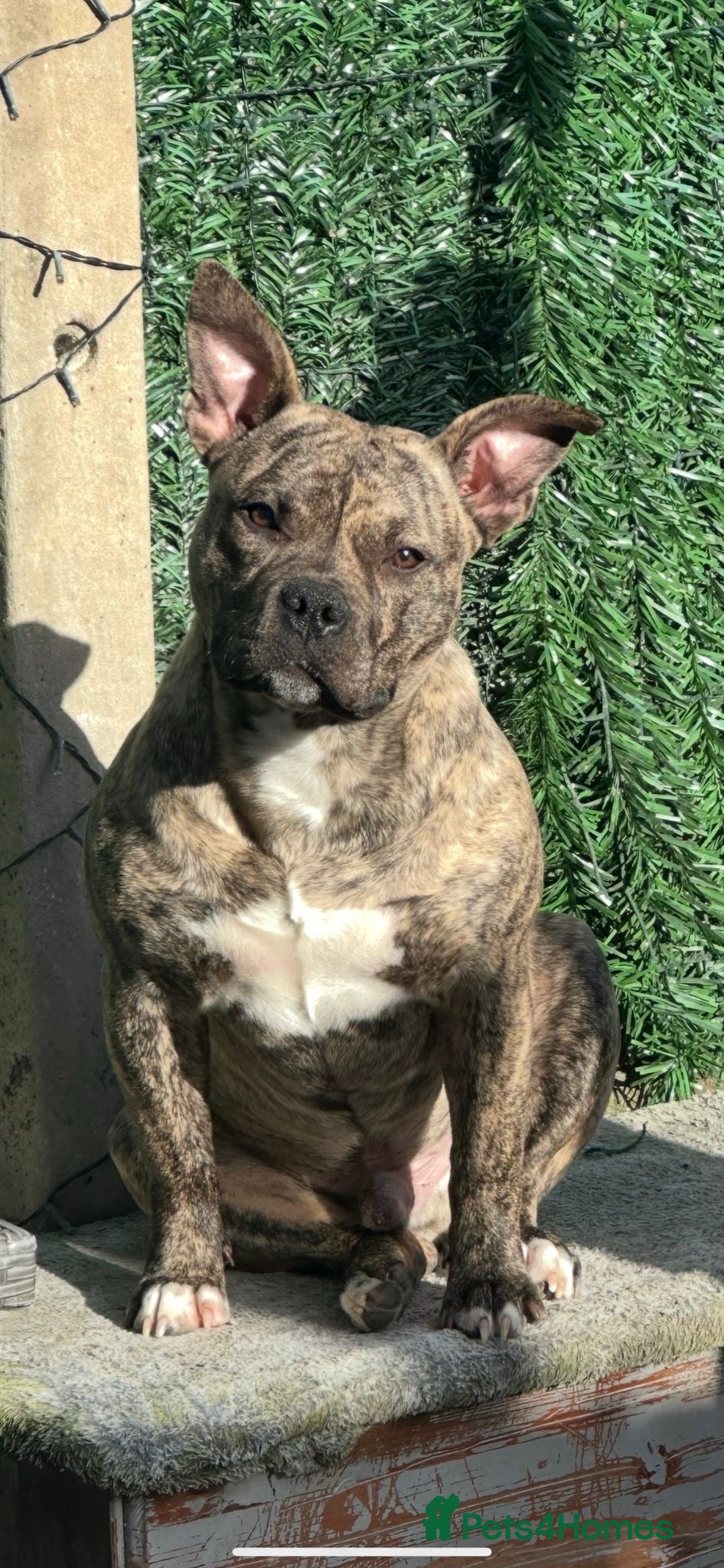 Mixed Breed dogs Rufus the pocket bully  - Advert 1