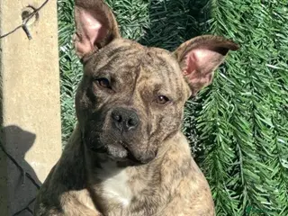 Mixed Breed dogs Rufus the pocket bully - Advert 17