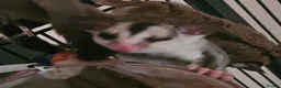 Sugar Glider rodents for sale: leucistic sugar gliders 1x male 1x female plusmore - Advert 10