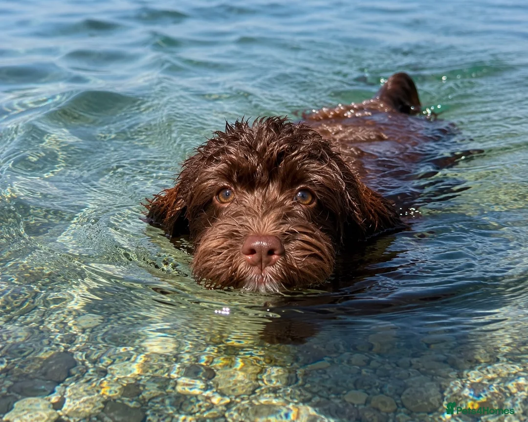 Cavapoo dogs for sale: 🐾 Beautiful Chocolate Cavapoo Puppy 🐾 - Advert 4