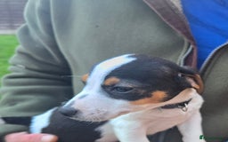 Jack Russell dogs for sale: Jack russel puppies - Image 7