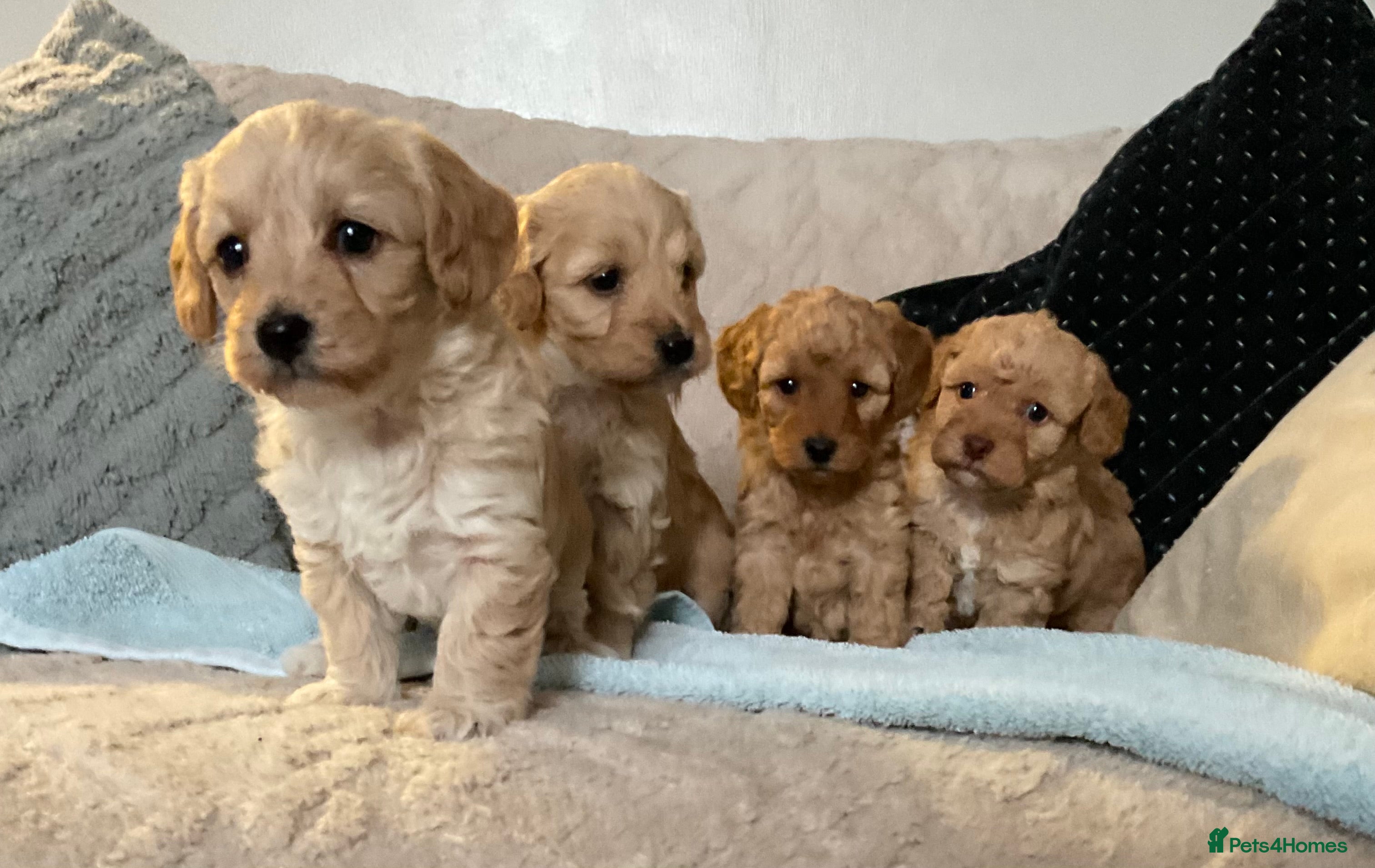 Jackapoo dogs Jackapoo Puppies - Advert 9