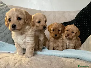 Jackapoo dogs Jackapoo Puppies - Advert 9