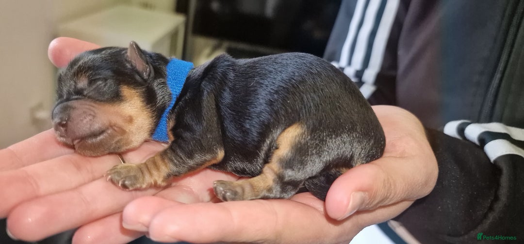 Yorkshire Terrier dogs for sale: 💖 Stunning Yorkshire Terrier Puppies in Derby - Image 7