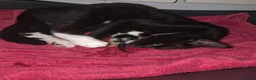 Mixed Breed cats for sale: 4 beautiful kittens (unsure of sex currently)  in Boston - Advert 18