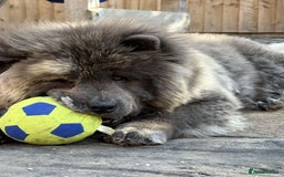 Chow Chow dogs for stud: Chow stud 🔝 - Image 5