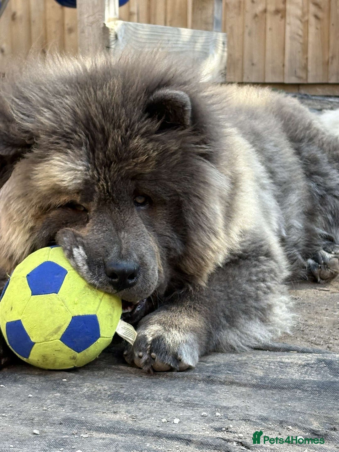 Chow Chow dogs for stud: Chow stud 🔝 - Image 5