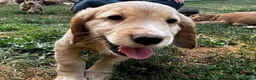 Cocker Spaniel dogs for sale: GORGEOUS GOLDEN HEALTH TESTED COCKER PUPPIES - Advert 9