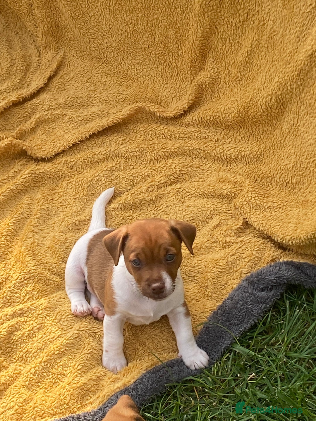 Jack Russell dogs for sale: Jack Russell - Image 2