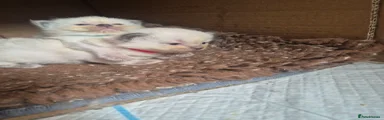 Ragdoll Kitten 2