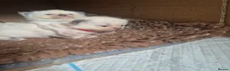 Ragdoll cats for sale: Stunning Ragdoll Kittens - Advert 10