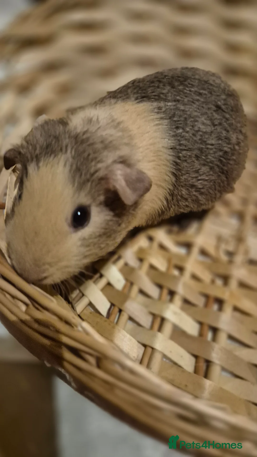 Guinea Pig rodents for sale: Adorable baby guinea pigs  - Advert 2