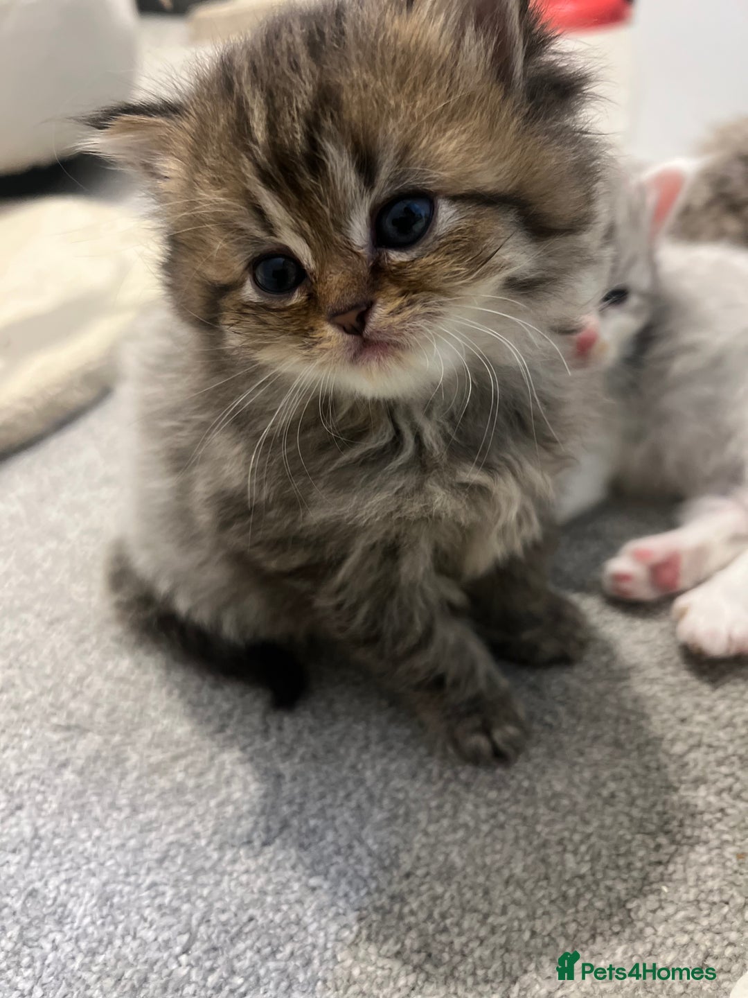 Mixed Breed cats for sale: Half Persian chinchilla and Taby mixed breed - Image 1