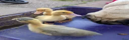 Ducks poultry for sale: Magpie ducklings  - Advert 3