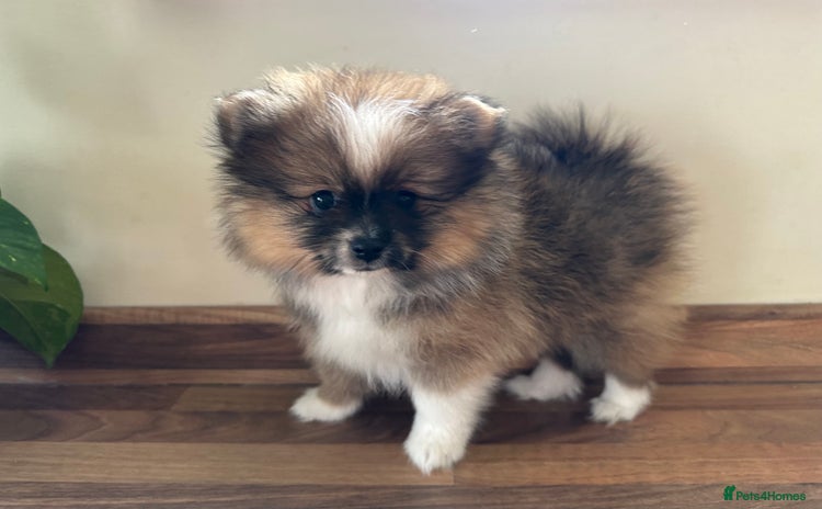 Pomeranian dogs - Advert 12