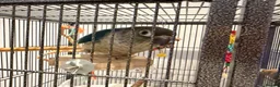 Conures birds for sale: Two Gorgeous, Tame Baby Green Cheek Conures ❤️ in Stockport - Advert 15