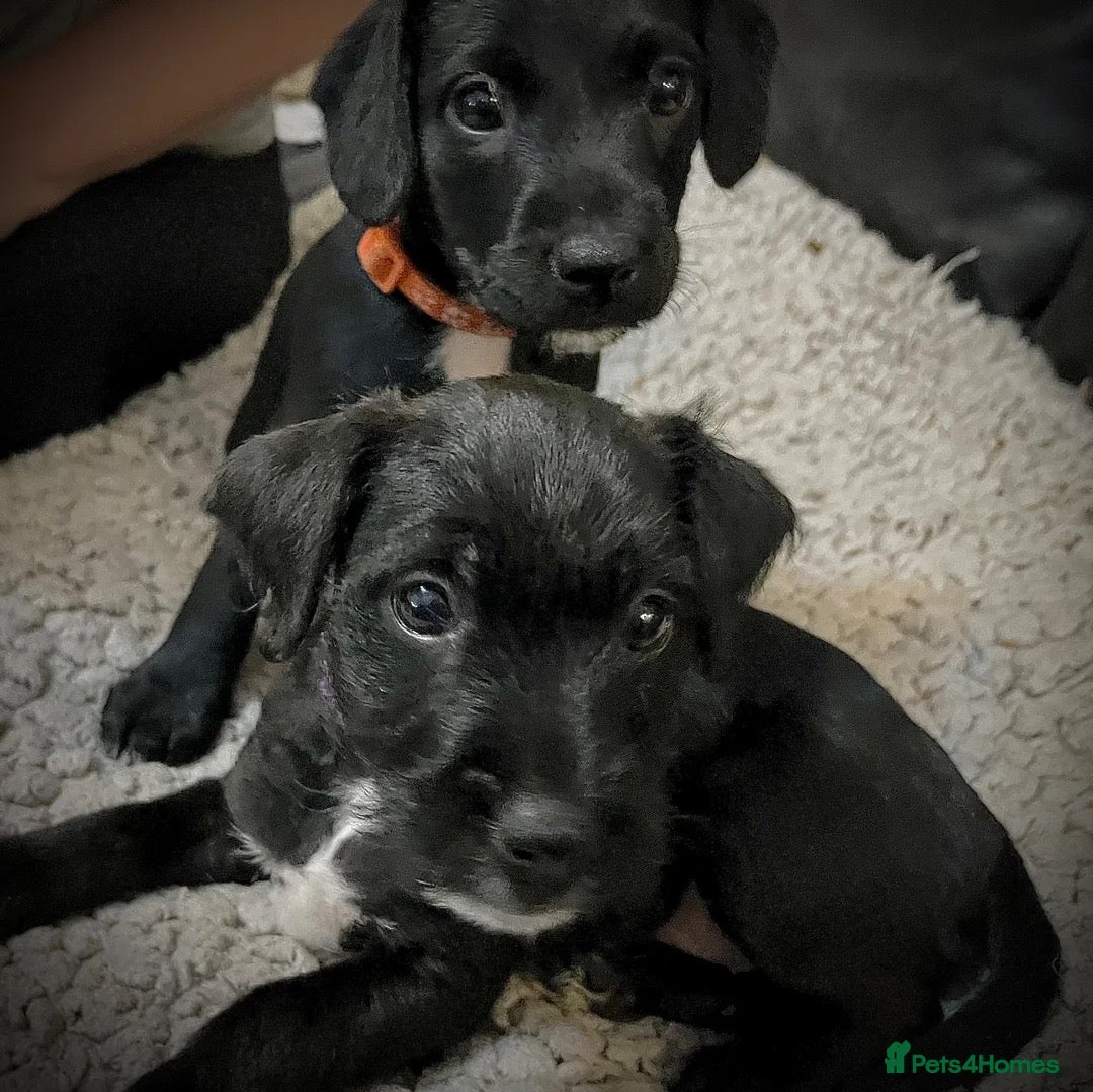 Patterjack dogs 2 stunning black patterjack girls  - Advert 2
