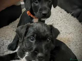 Patterjack dogs 2 stunning black patterjack girls - Advert 18