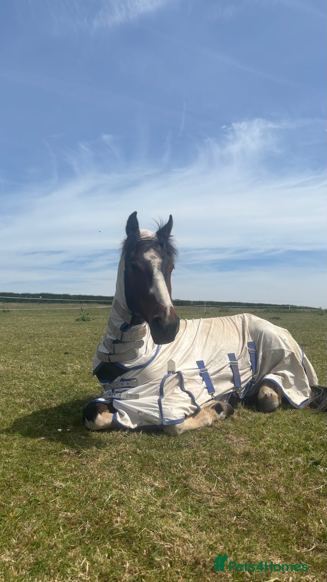 Appaloosa horses for sale: Rodney 14.1/2 2 Year old gelding Appaloosa X Cob - Advert 16