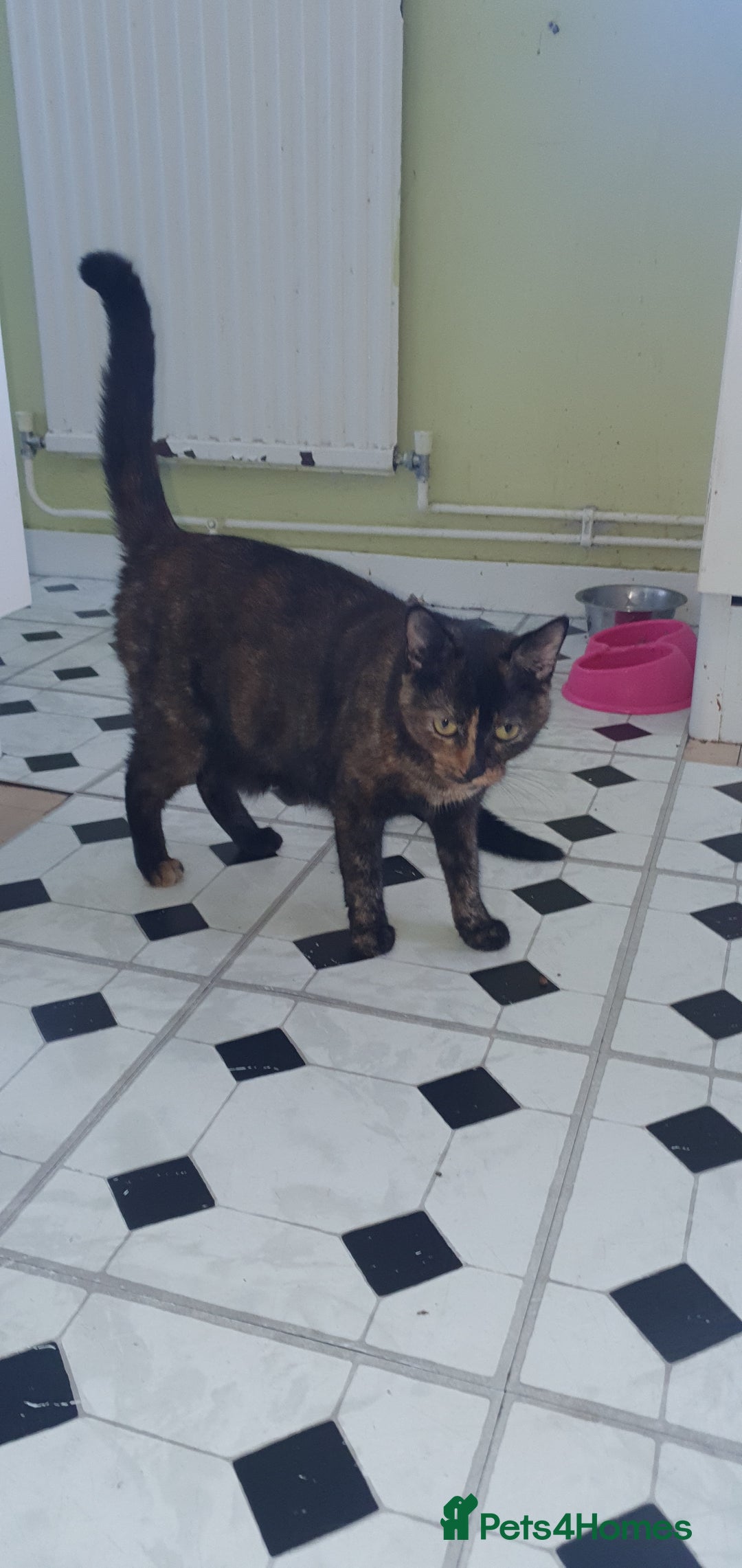 British Shorthair cats for sale: Black kitten's  - Advert 1