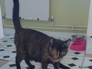 British Shorthair cats Black kitten's - Advert 1