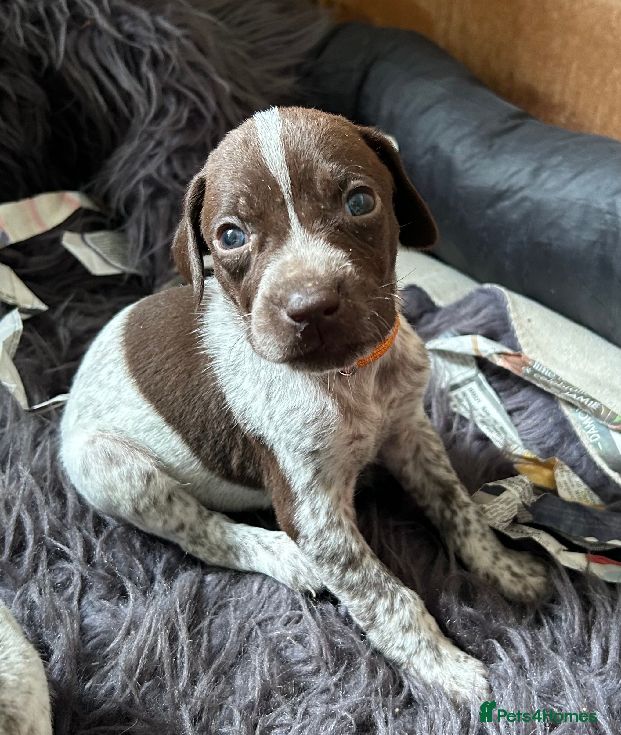 German Shorthaired Pointer dogs Pure KC GSP Puppies for sale! (1 boy/1 girl left) - Advert 2