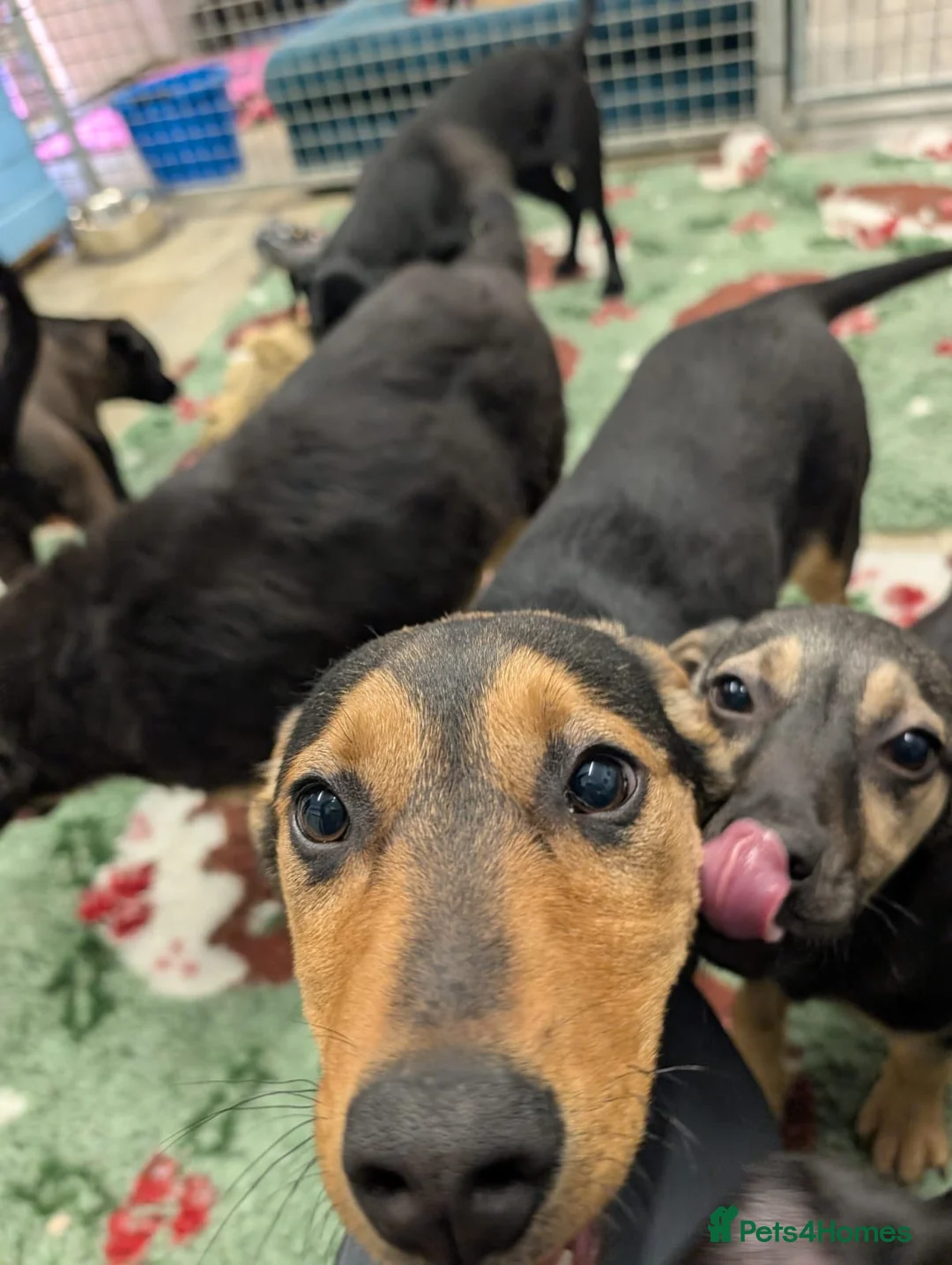 Mixed Breed dogs for adoption: Brutus - In Ayr Looking for a home  - Advert 3