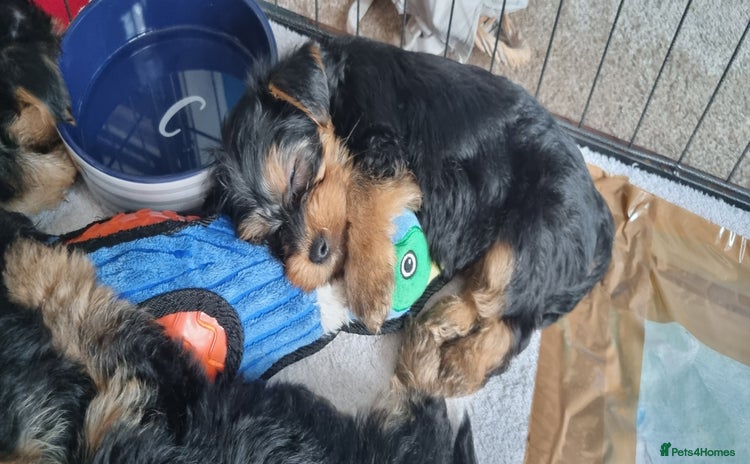 Yorkshire Terrier dogs - Advert 7