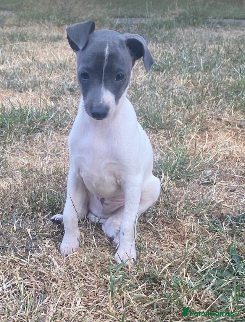 Italian Greyhound dogs Italian greyhounds - Advert 2