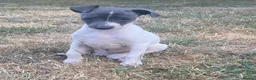 Italian Greyhound dogs for sale: Italian greyhounds - Advert 1