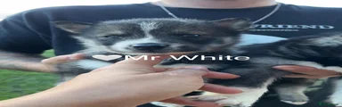 Mr White