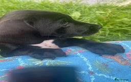 Mixed Breed dogs for sale: Teddy  - Image 3